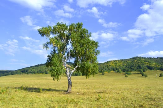 birch on a background of mountain forests