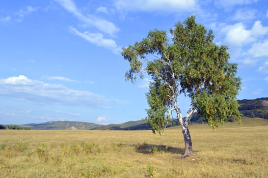 birch on a background of mountain forests