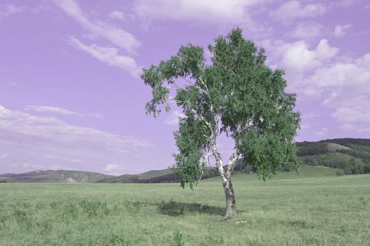 birch on a background of mountain forests