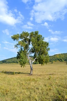 birch on a background of mountain forests