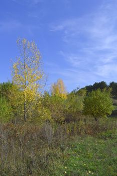 summer rural landscape with plants