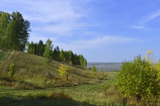 summer landscape with rural road and plants