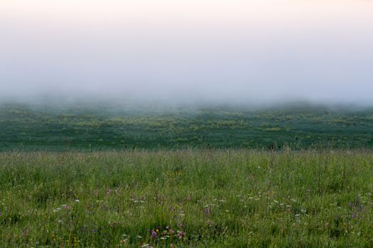 minimalistic wild grass meadow under dence fog without tree at summer morning.