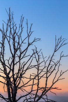 dry thin three branches on gradient morning sky background.