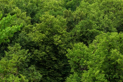 top of summer green linden forest solid foliage pattern background at daylight