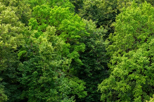 top of summer green linden forest solid foliage pattern background at daylight