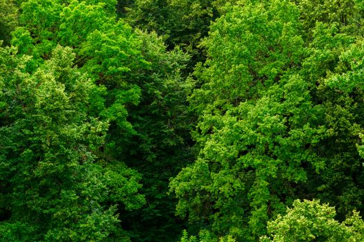 top of summer green linden forest solid foliage pattern background at daylight