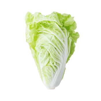 fresh chinese cabbage isolated on a white background.