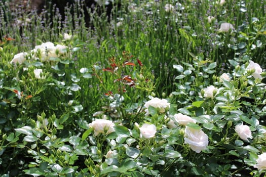 The picture shows white roses in the garden