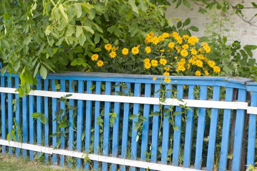 Bright yellow flowers grow in the village near the old blue wooden fence