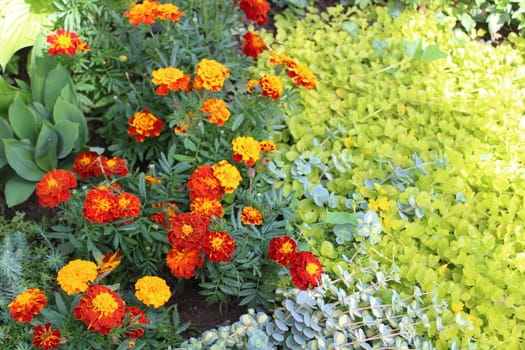 The picture shows beautiful marigold in the garden