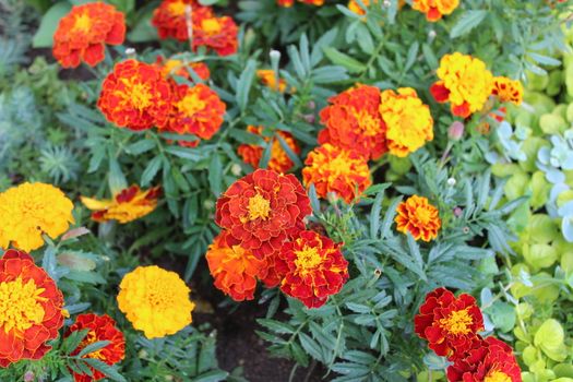 The picture shows beautiful marigold in the garden