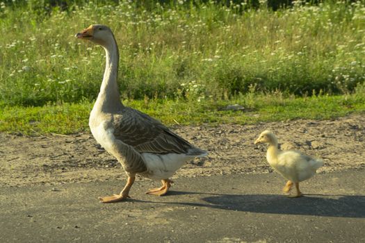 mother goose with little gosling outdoors on a green background. Summer