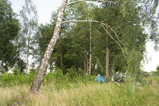 Old cemetery in Belarus. Birch trunk and cross on the grave. Summer