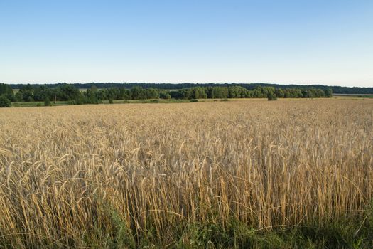 Yellow grain ready for harvest growing in a farm field. Landscape in Belarus