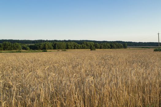 Wheat grain field on sunny day. Cereal organic farming in Belarus