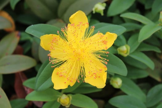 The picture shows blossoming tutsan in the garden