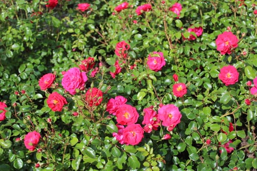 The picture shows a red rose in the garden