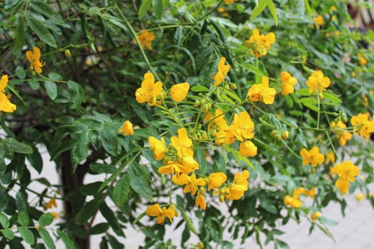 The picture shows a plant with yellow blossoms