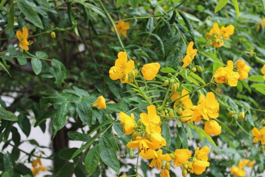 The picture shows a plant with yellow blossoms