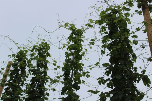 The picture shows hop plants in the garden