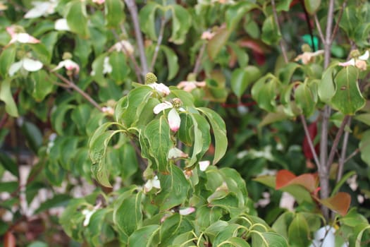 The picture shows blossoming dogwood in the garden