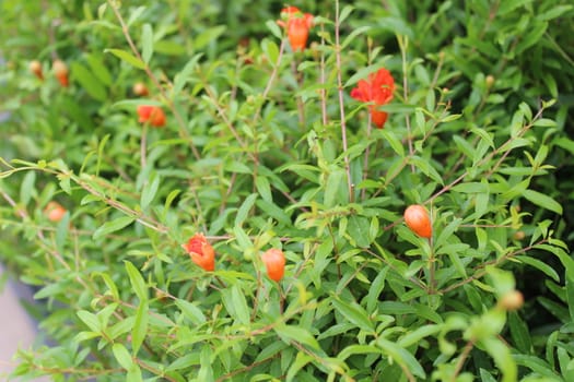 The picture shows blossoming pomegranate in the garden