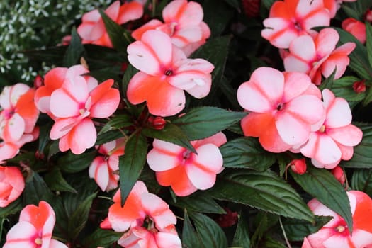 The picture shows blossoming busy lizzie in the garden