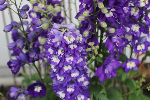 The picture shows blue larkspur in the garden