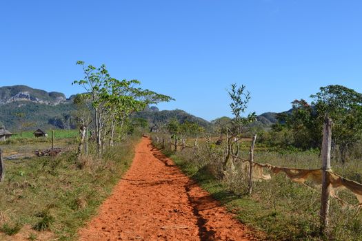 Vinales, Cuba, March 2020: Hiking path through the valley of Vinales, passing coffee plantations in Cuba