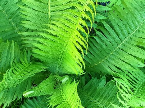 Full frame background with green fern growth leaves.