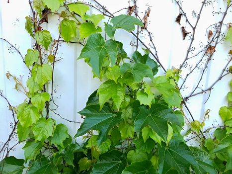 White exterior wall covered in green ivy.