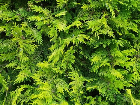 Full frame background with green cypress (chamaecyparis lawsoniana) branches.