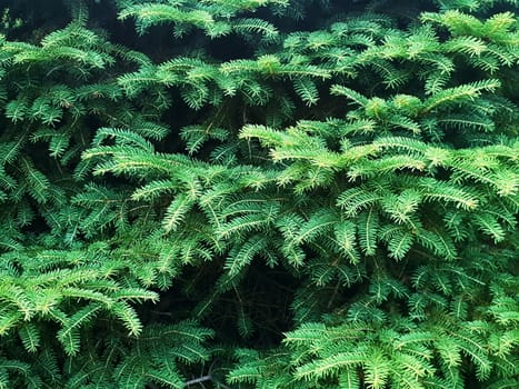 Full frame background with green spruce branches.