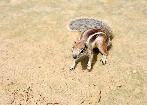 Closeup of cute small Atlantoxerus Getulus squirrel on beach of Fuerteventura.