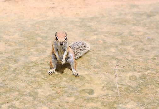 Closeup of cute small Atlantoxerus Getulus squirrel on beach of Fuerteventura.