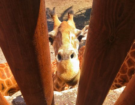 Funny shot of the jailed giraffe looking behind the fence in ZOO.