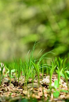 Close-up of a green growing grass against a blurred green natural background. Focused on foreground.