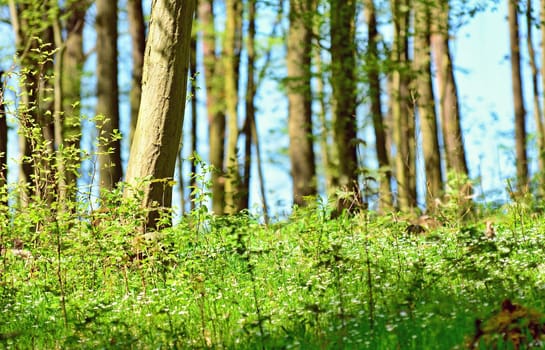 Close-up of a small green growing trees and bushes against a trees forest background. Focused on foreground.