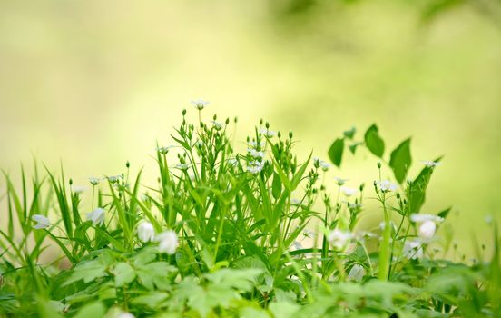 Silhouette of a fresh growing green grass against a blurred green background. Focused on foreground.