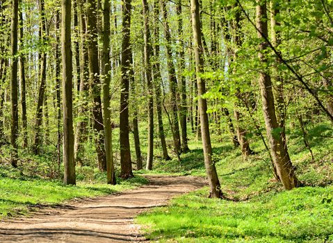 Walk path through the green park under the tall trees in a sunny day. Vlasim castle park.