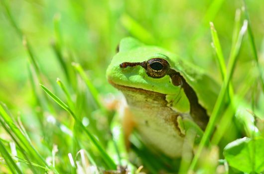 Green European Tree Frog (Hyla arborea) Sitting in Grass.