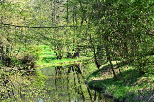 View of a river in the green park in a sunny day. Vlasim castle park.