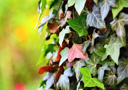 Closeup of ivy leaves. Green ivy plant on tree against the green background.