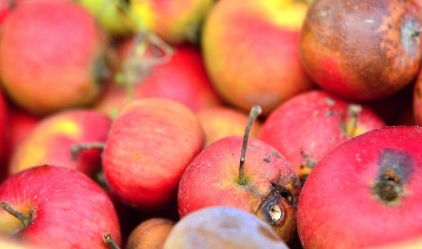 Closeup of heap of rotten red apples.