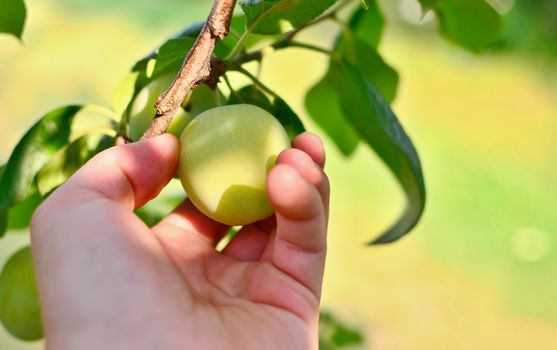 Closeup of a human male hand picking greengage or green plum from tree.