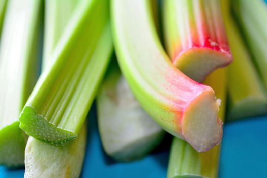 Macro shot of the rhubarb stems bunch on the blue background.