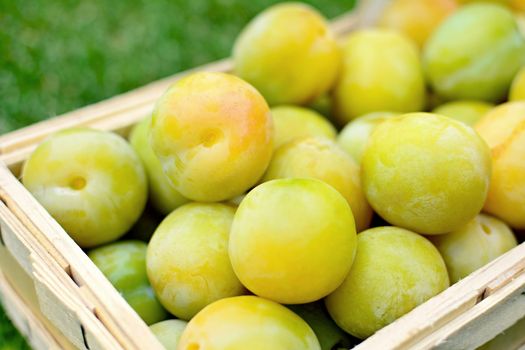 Basket full of the picked greengage or green plums on the ground in lawn.