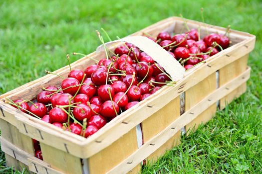 Basket full of fresh ripe harvested cherries.