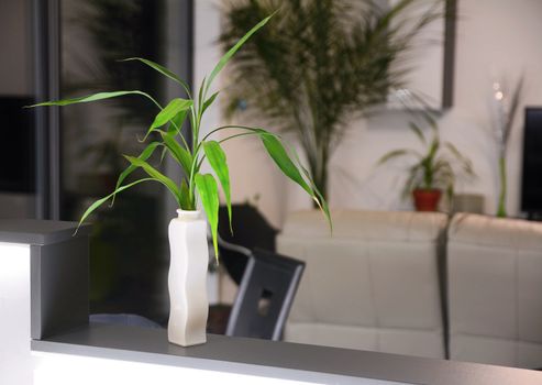 Modern living room interior with fresh green plant vase decoration.